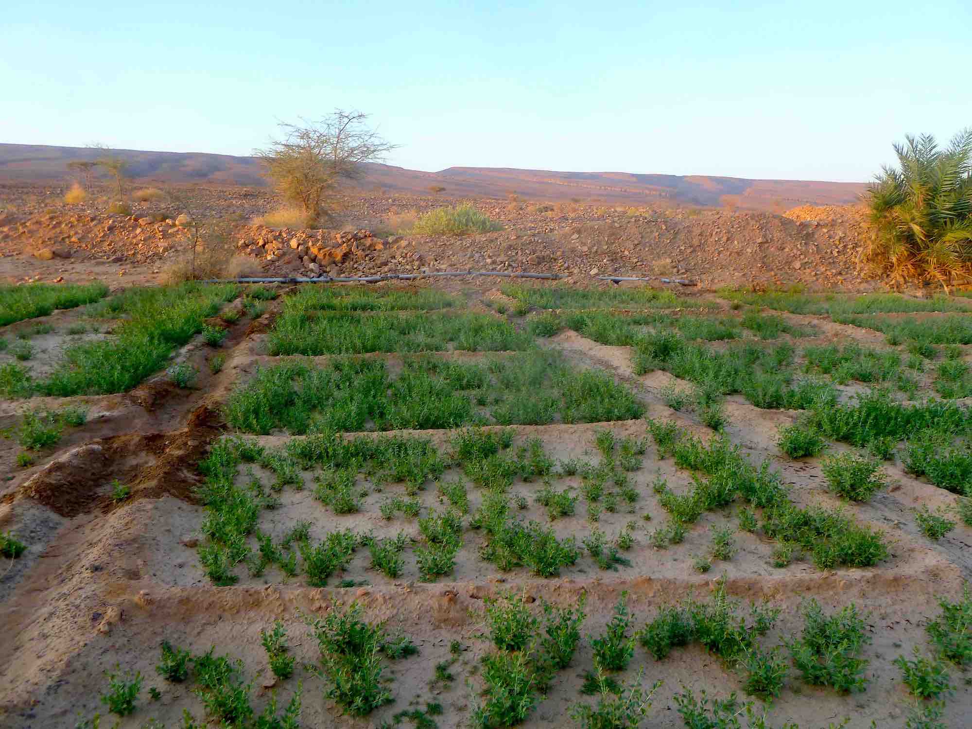 Heilkräuter Anbau in der Sahara Marokko