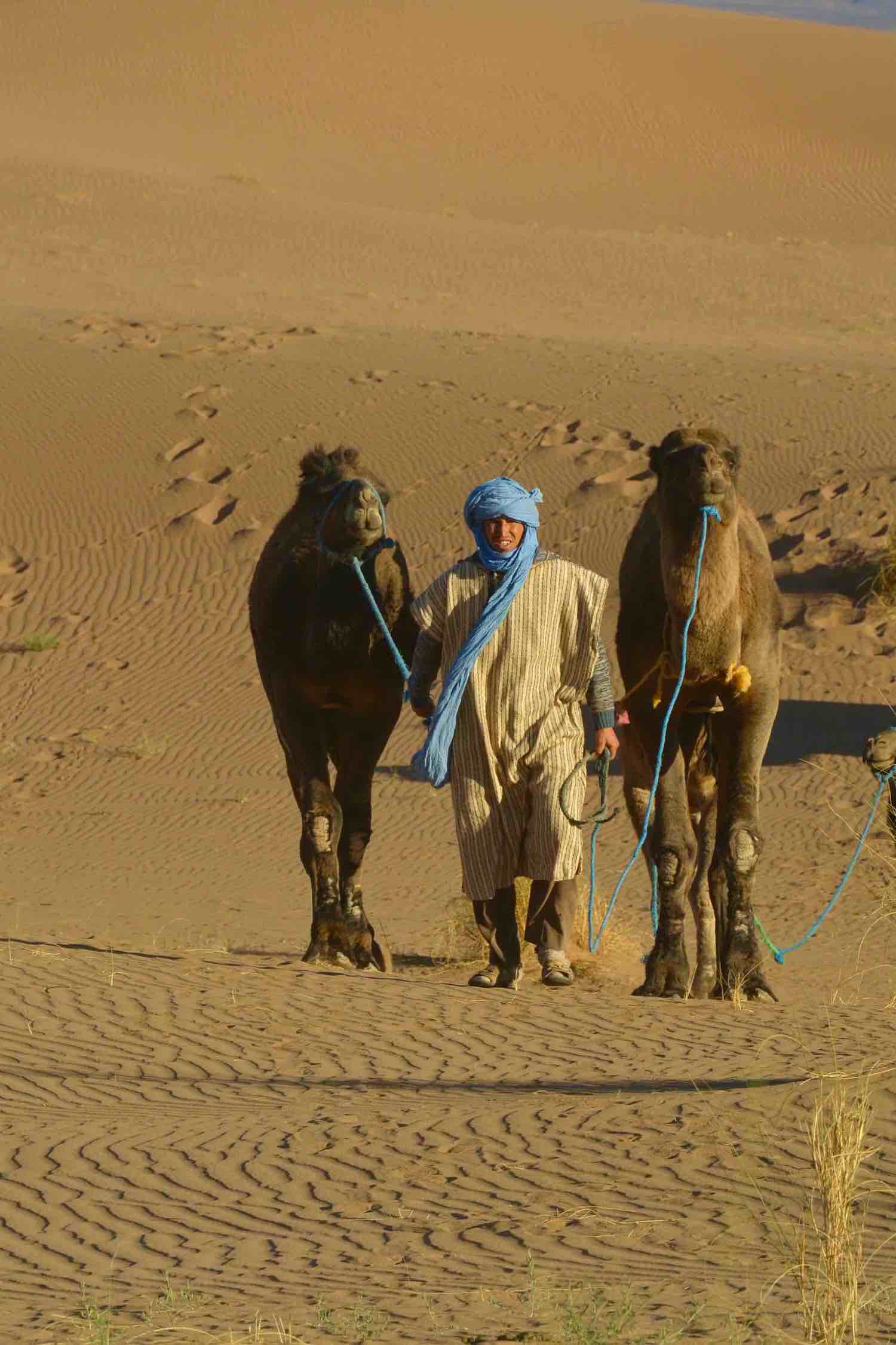 Unsere Reitkamele in Marokko