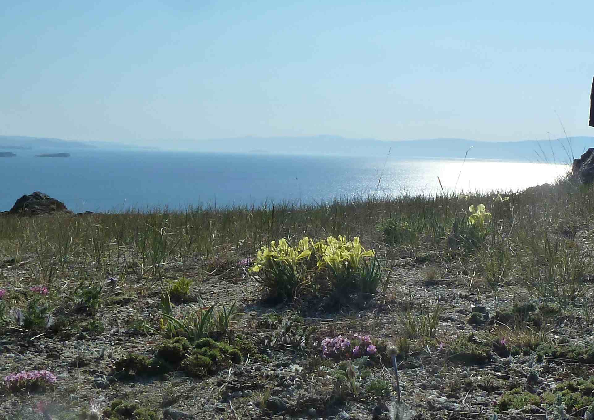 Frühlingsblumen am Baikalsee