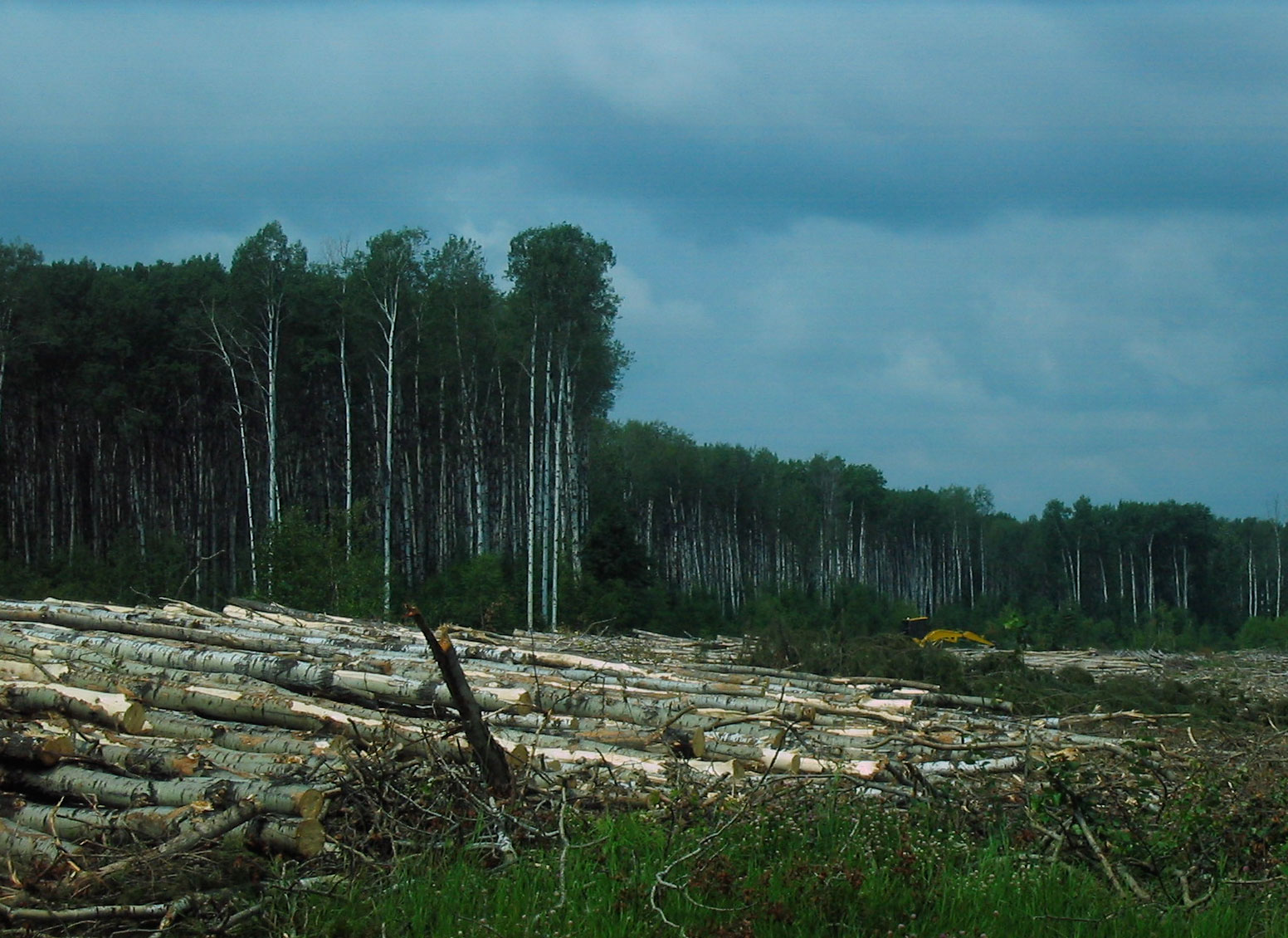 Abholzung in Saskatchewan