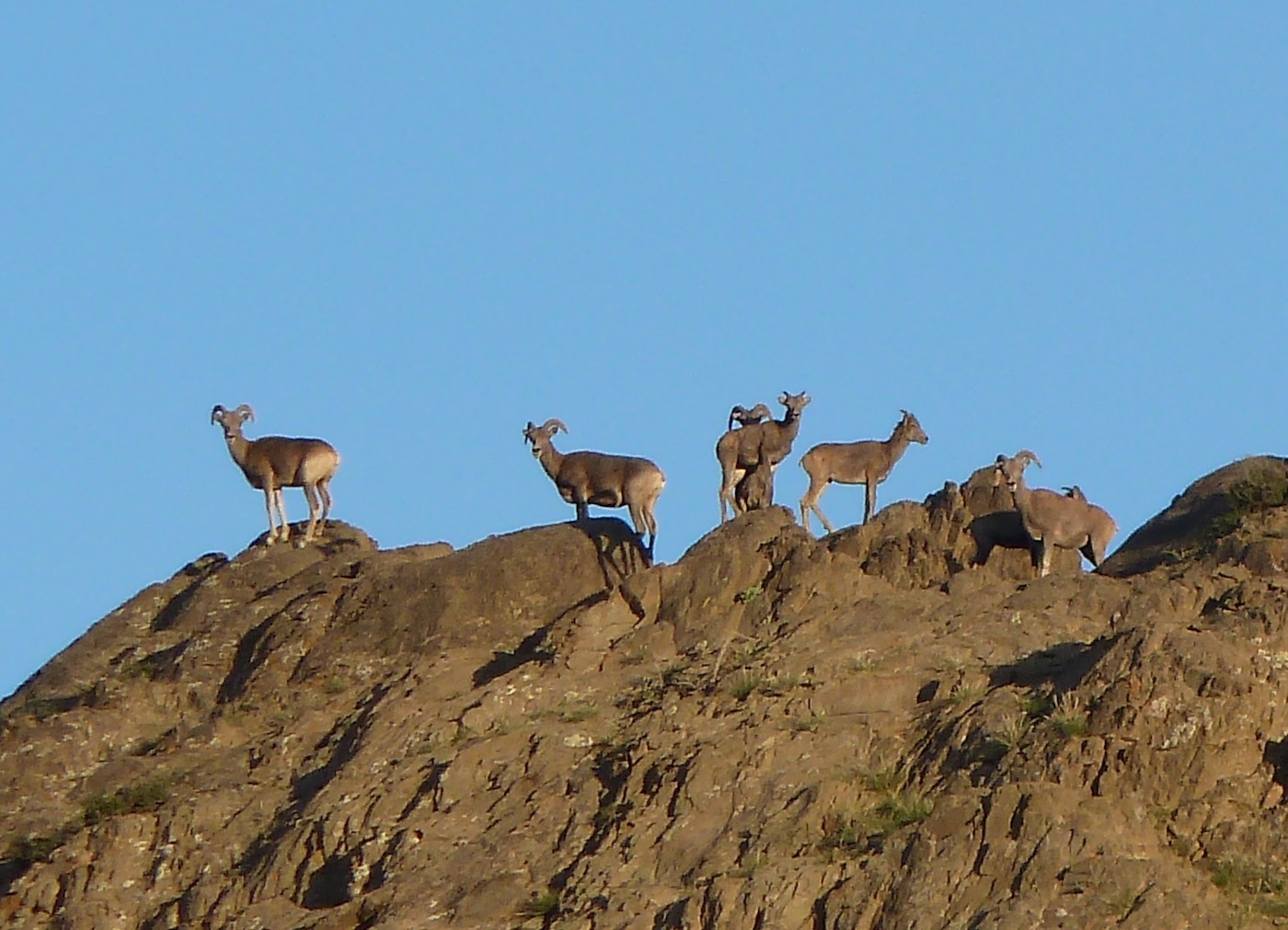 Argali Wildschafe in der Mongolischen Gobi - GudrunWippel