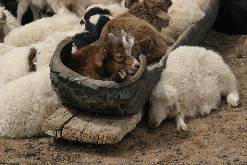 Kaschmir aus der Mongolei von Ziegen