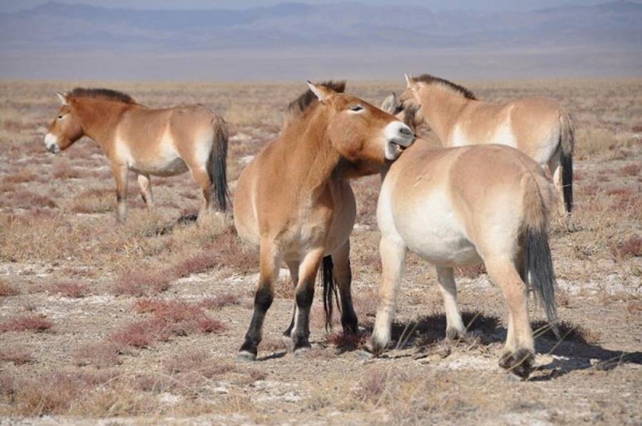 Przewalski Pferde in der Mongolei