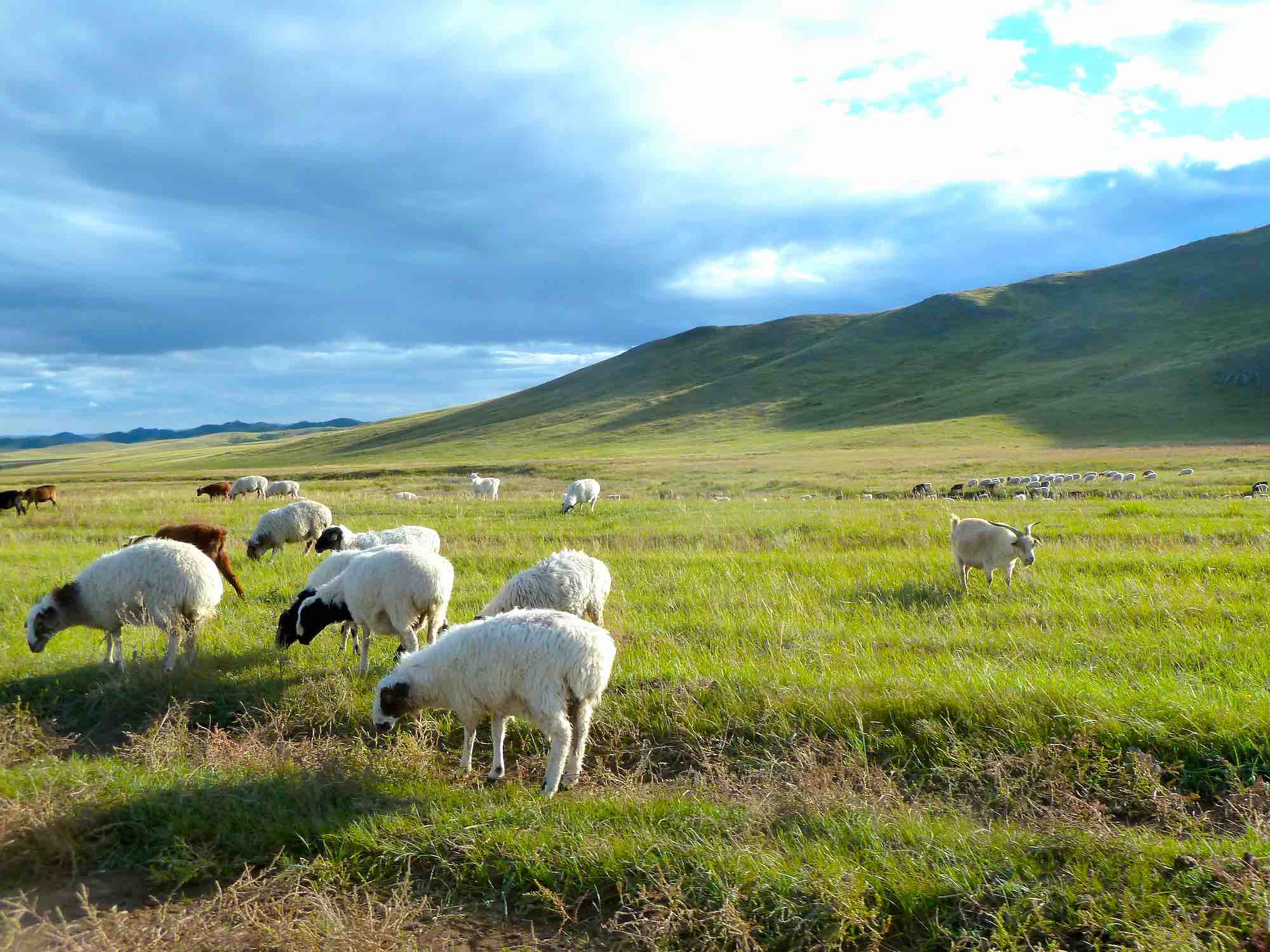 nomadische Viehwirtschaft und Naturschutz Mongolei