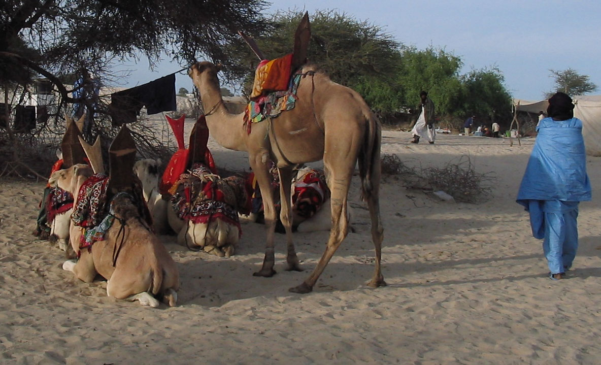Kamele in der Sahara bei Timbuktu Gudrun Wippel Kia Ora Reisen