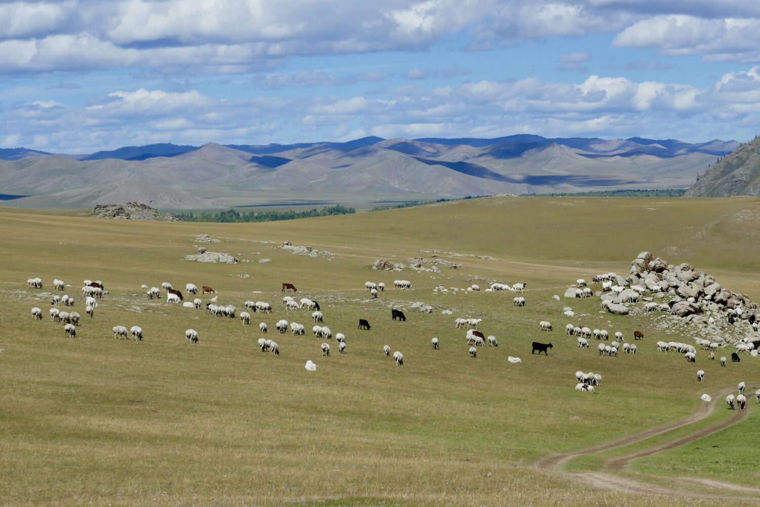 Mongolei Reisen Schafherde Archangai Gudrun Wippel