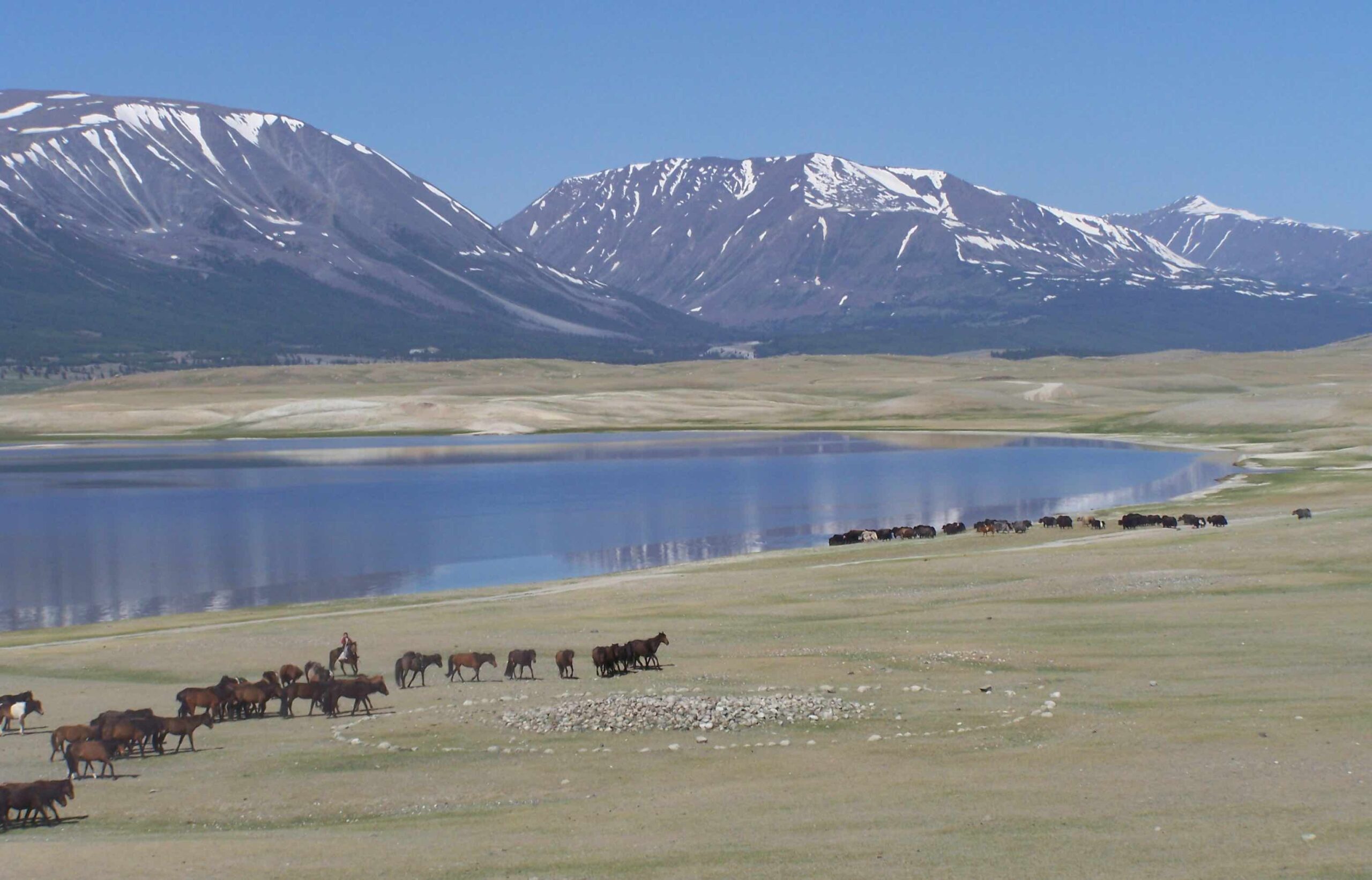 Altai Mongolei Herde am See