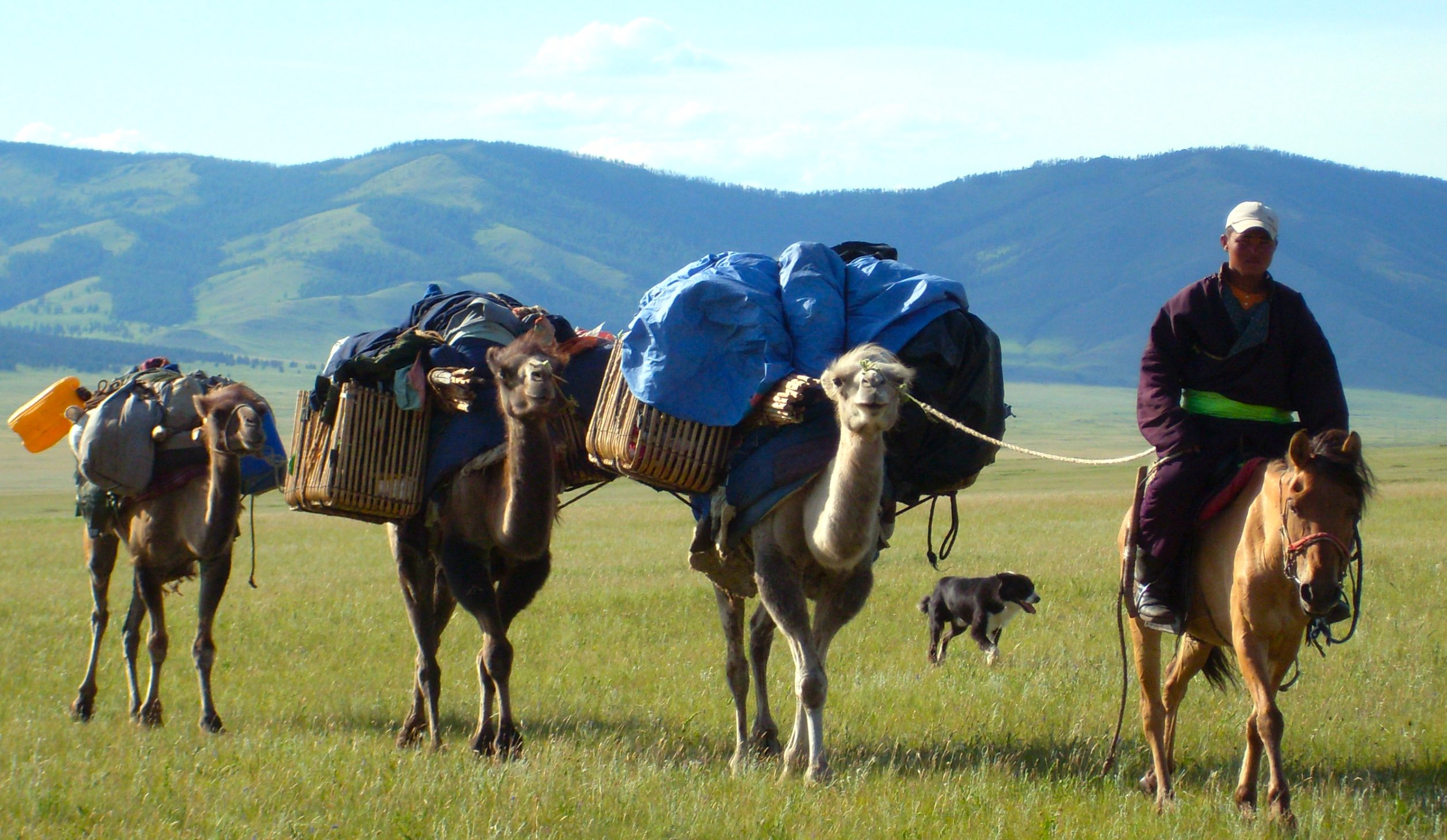 Umzug mit Kamelen Mongolei_die besten Festivals Mongolei