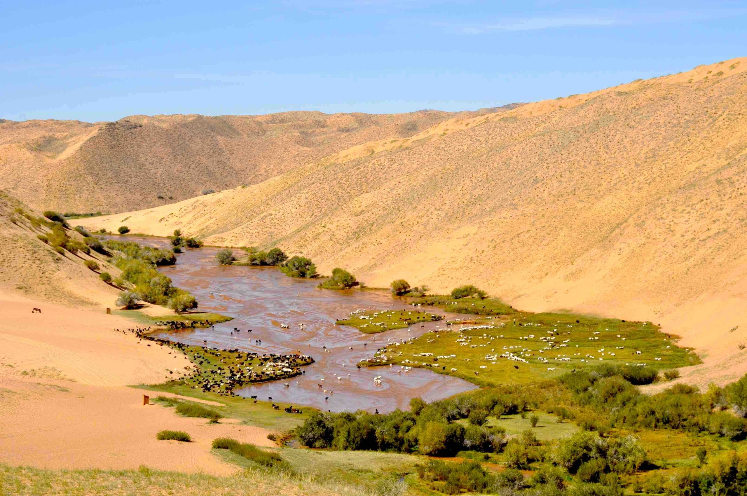 Oase in der Wüste Gobi Mongolei