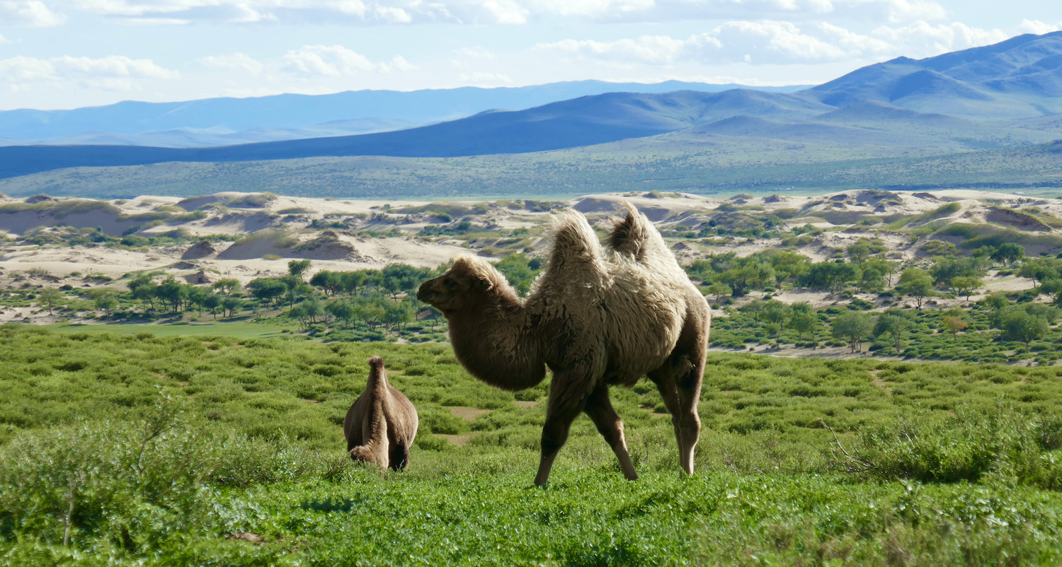 Kamele in der Mongolei Kia Ora Reisen 2022 Gudrun Wippel