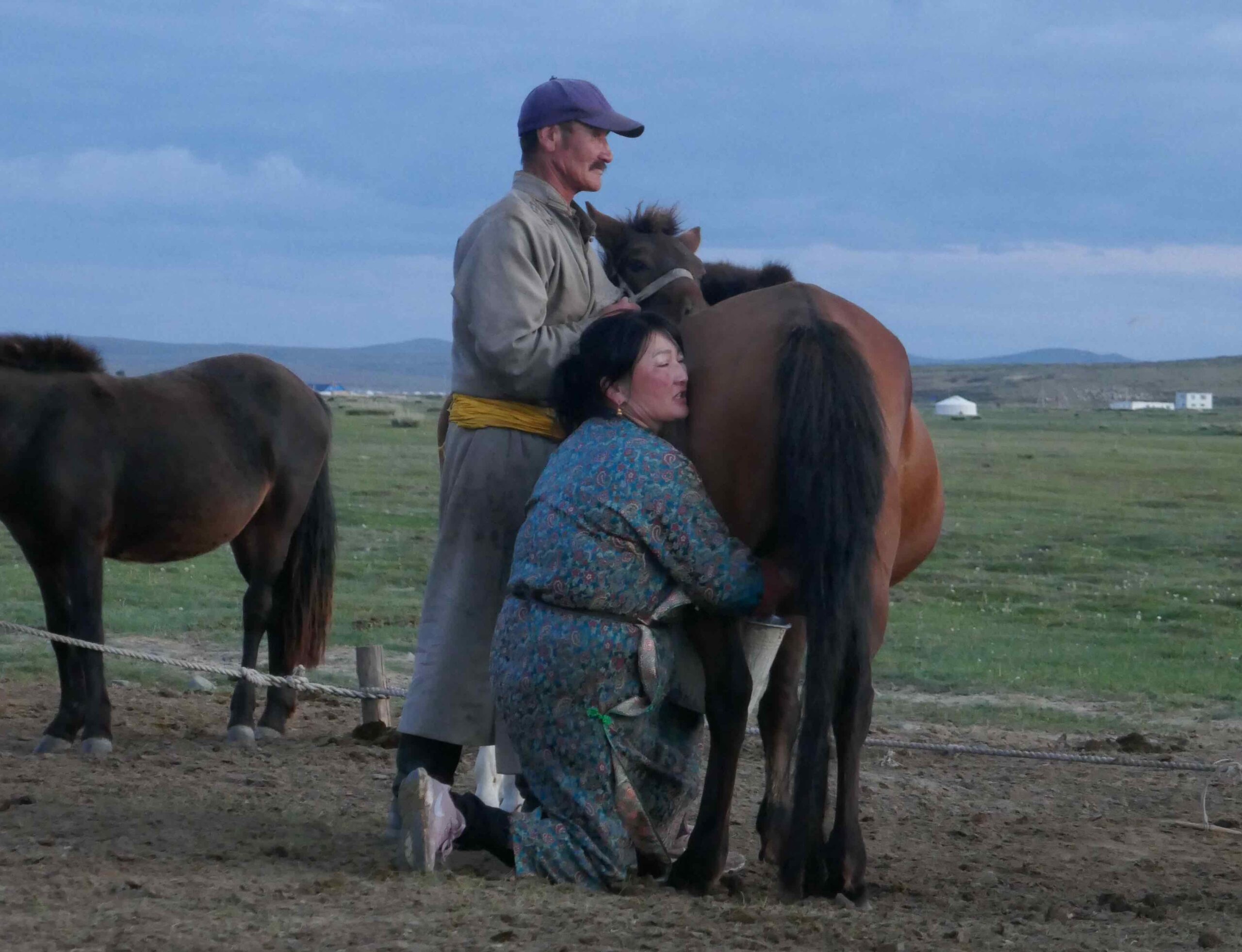 Mongolei Stuten melken für Airag