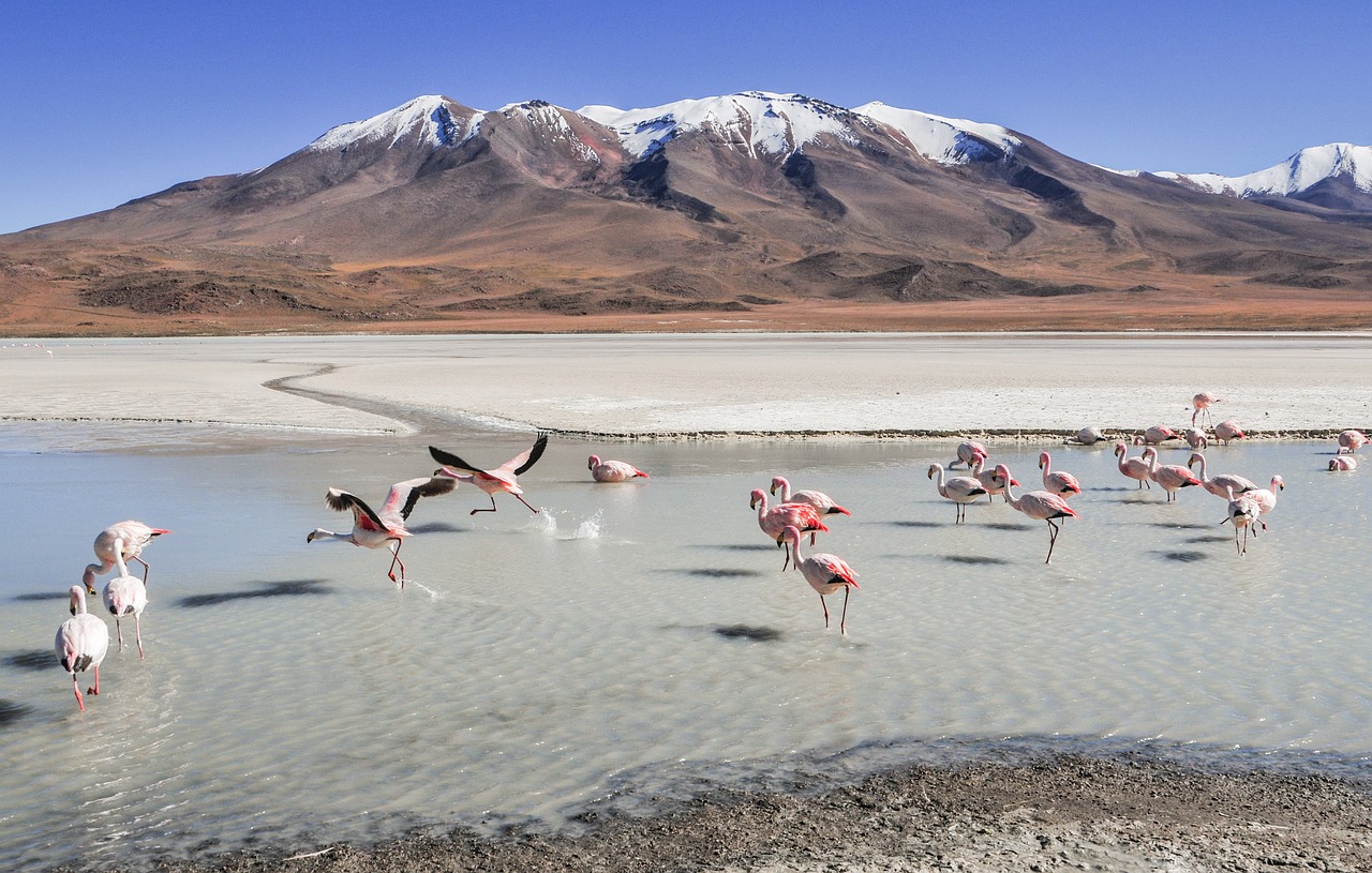 Flamingos Salzsee Bolivien