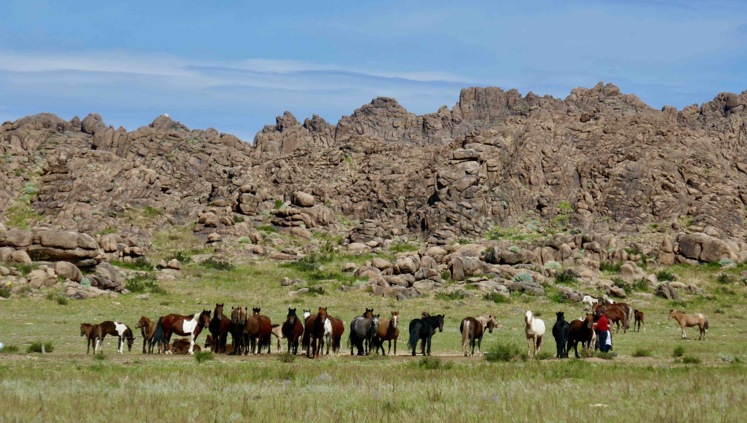 Mongolei Reisen Kia Ora Reisen_Pferdeherde