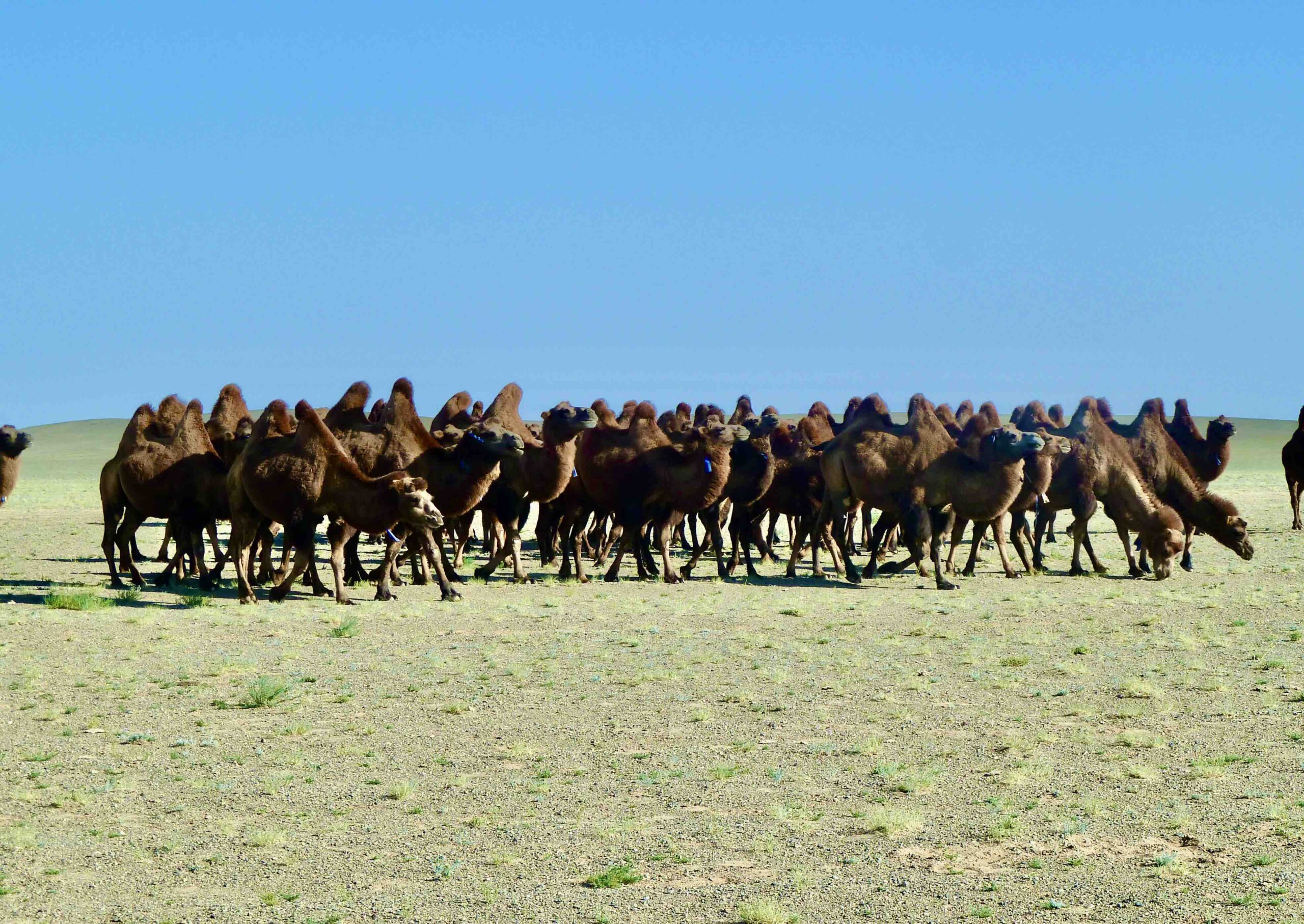 Kamelherde Gobi Mongolei