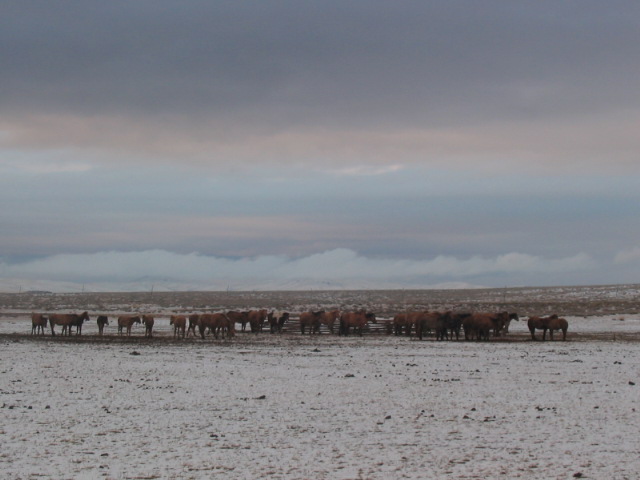 Winter in der Mongolei, Foto: Ankhzaya M.